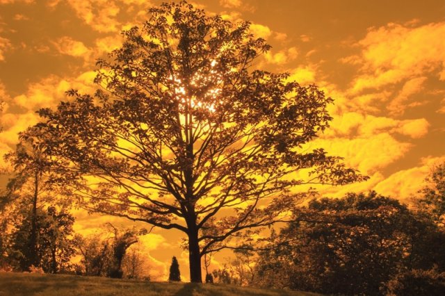 310_albero_tema libero